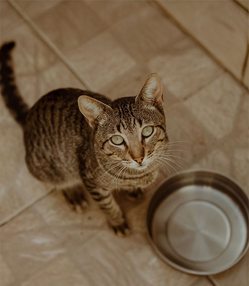 mi gato pide comida todo el tiempo